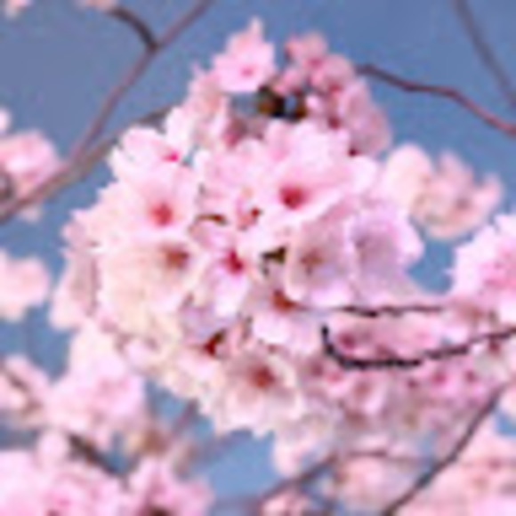 Meet your Posher, Maryam - Picture 1 of 1